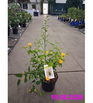Kerria japonica 'Pleniflora' C 2,5 L
